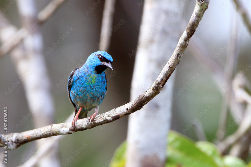 male of Blue Dacnis (Dacnis cayana) perched on a branch in the wild, free male of Blue Dacnis (Dacnis cayana) perched on a branch in the wild, free