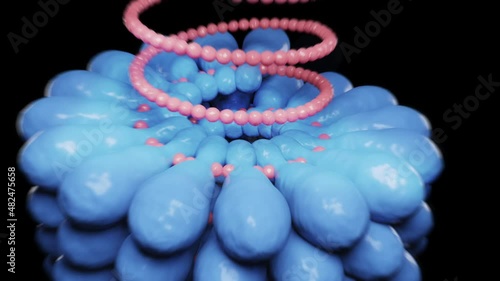 Helical virus structure of a Tobacco mosaic virus builds up and assembling from the single-stranded RNA with the proteins to the virus. 3d animation on black background.