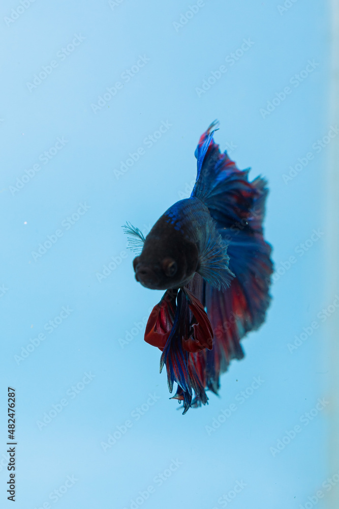 Obraz premium beautiful little betta fish taken close up (macro) on a blue background