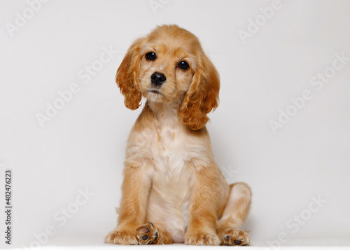 Portrait of cute puppy purebred golden cocker spaniel. Little smiling dog on gray background. Free space for text.