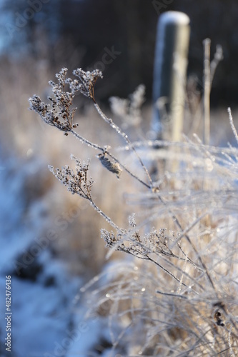 frost covered field