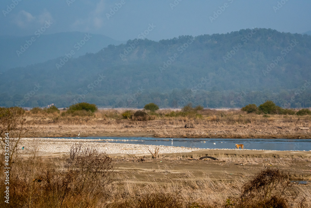 wild bengal female tiger in scenic landscape of ramganga river and hill background in winter morning light at dhikala jim corbett national park tiger reserve uttarakhand india - panthera tigris