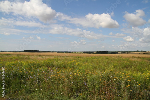 wheat field and sky