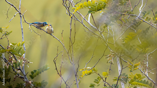 uccellini blu e gialli su rami photo