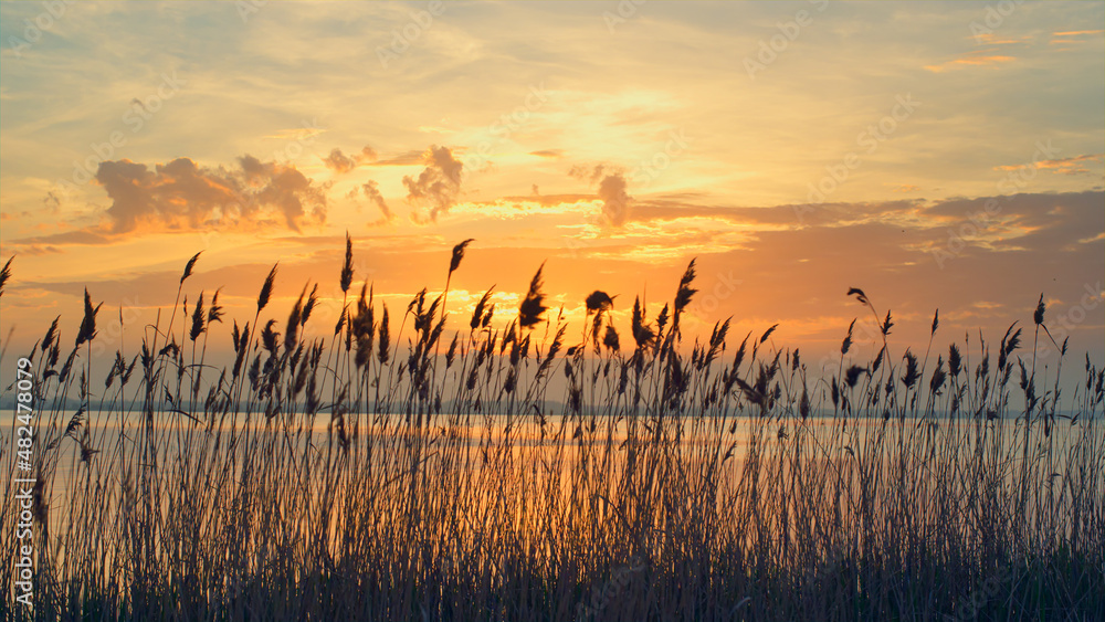 Aerial view sunset sea beach horizon. Reeds sway wind on romantic sunrise nature