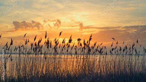 Aerial view sunset sea beach horizon. Reeds sway wind on romantic sunrise nature
