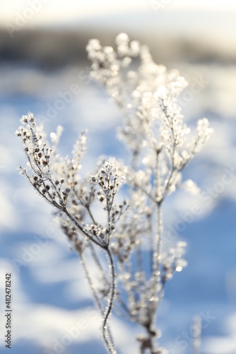 Frozen flowers © Monika