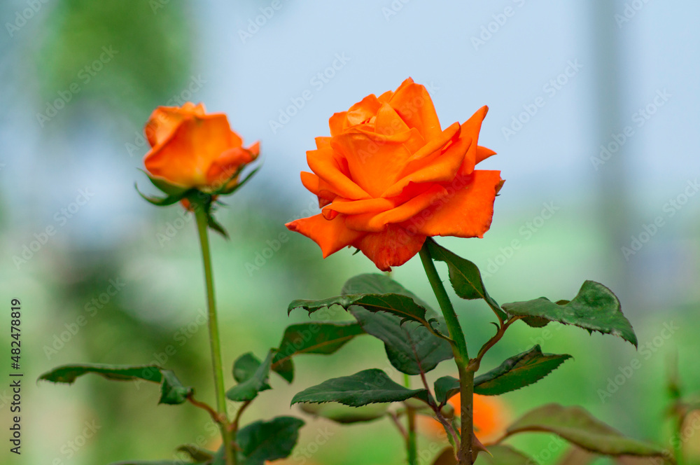 Orange voodoo roses over blurred blue and green background Orange voodoo roses over blurred blue and green background
