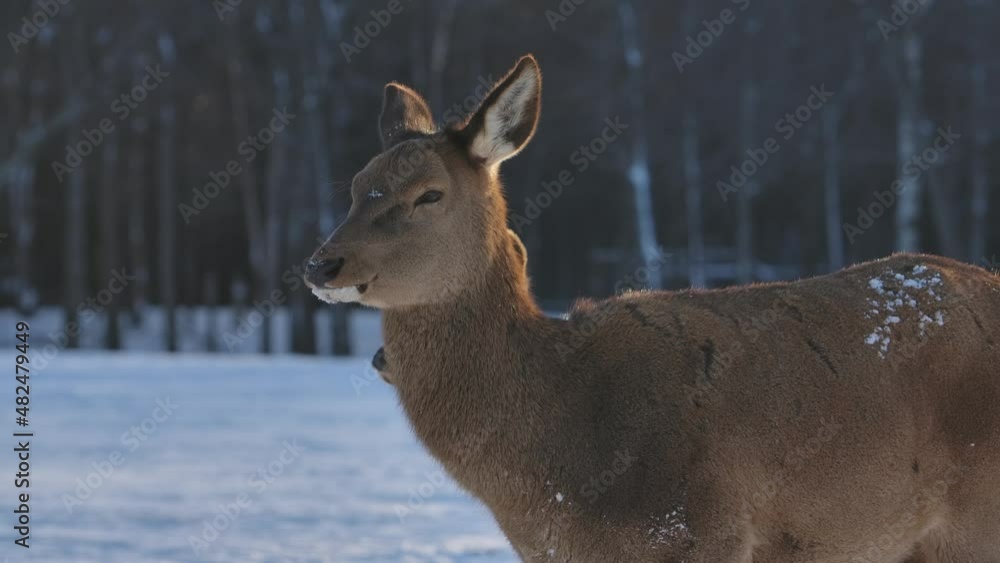 Elk deer and herd surviving the cold winter in cinematic slow motion Elk deer and herd surviving the cold winter in cinematic slow motion