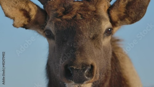 Elk deer and herd surviving the cold winter in cinematic slow motion photo