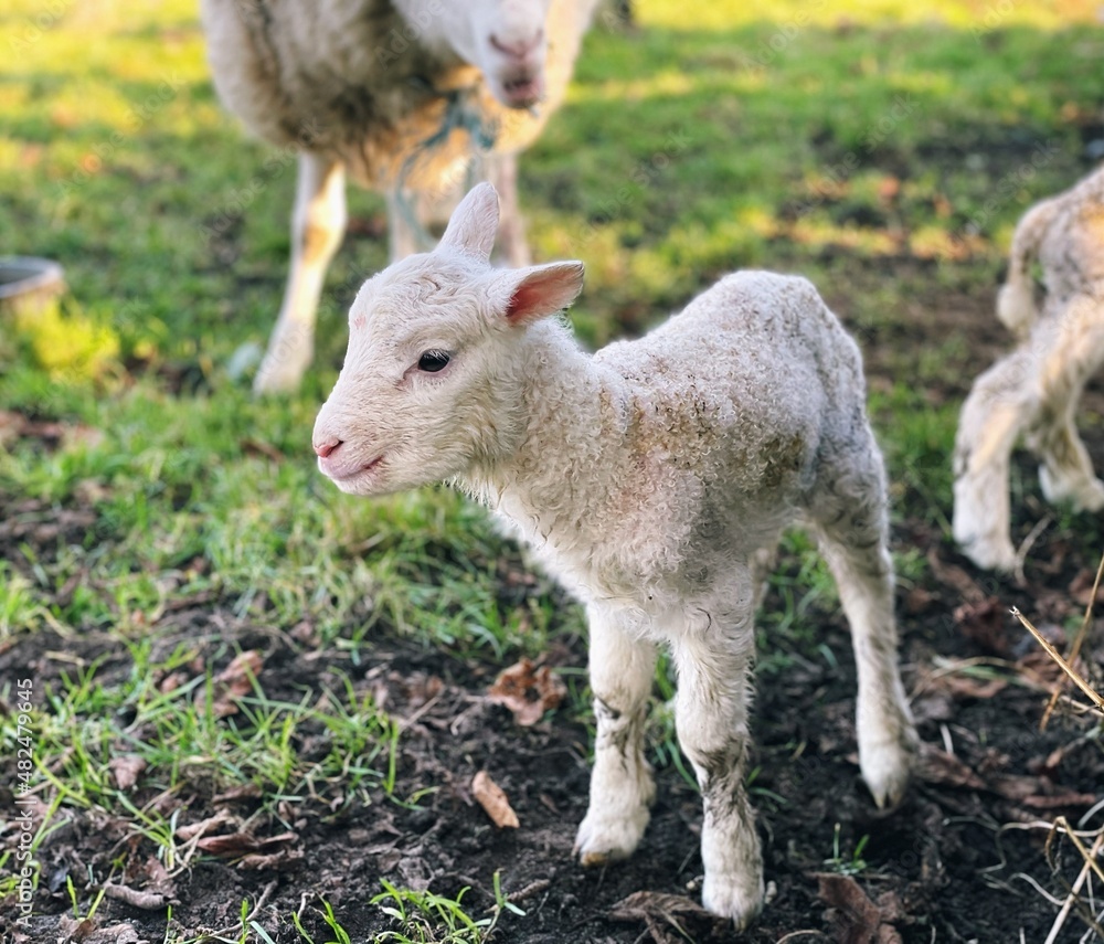 Fototapeta premium baby lamb on a farm