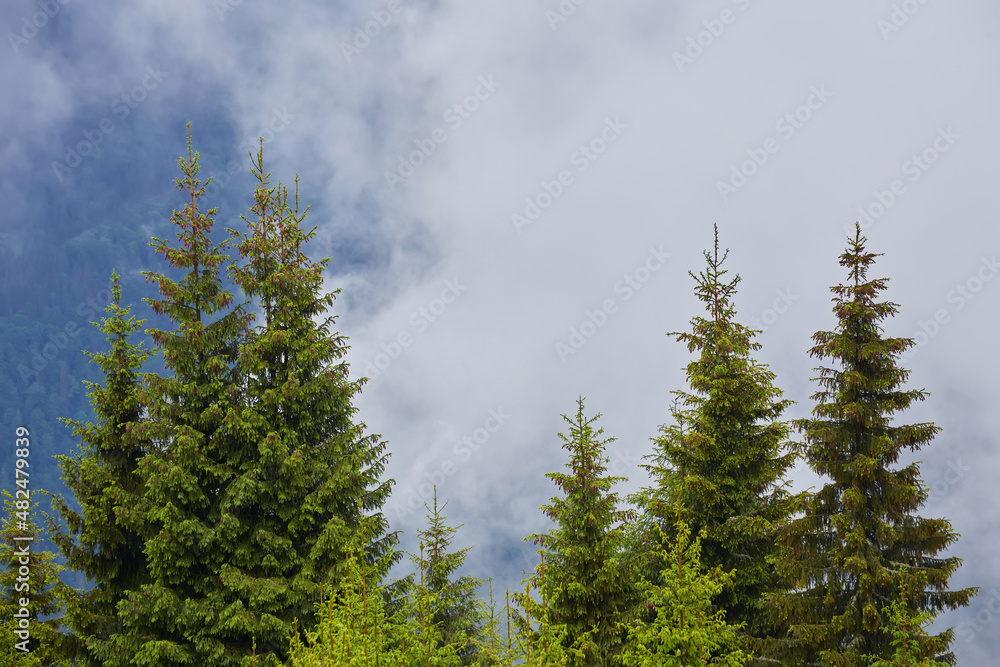 foggy day inside a mountain coniferous forest foggy day inside a mountain coniferous forest