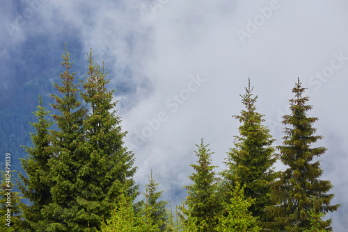 foggy day inside a mountain coniferous forest