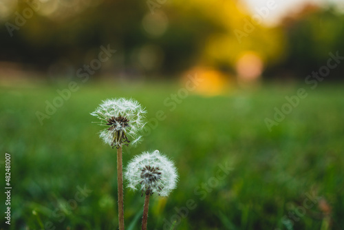 Fototapeta Naklejka Na Ścianę i Meble -  dandelion in the grass