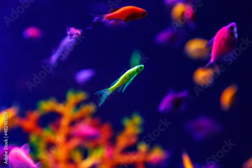 macro beautiful fish glo tetra fish danio rerio © Minakryn Ruslan 