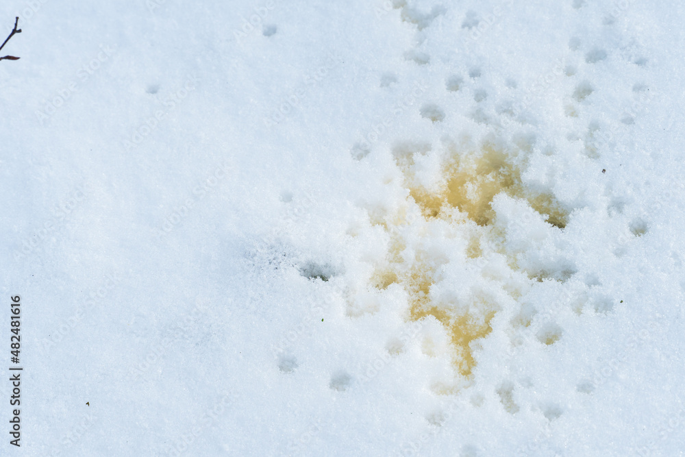 Obraz premium Yellow traces of urine on white snow. Someone urinated on the street in a public place. There is no public toilet in the recreation park.