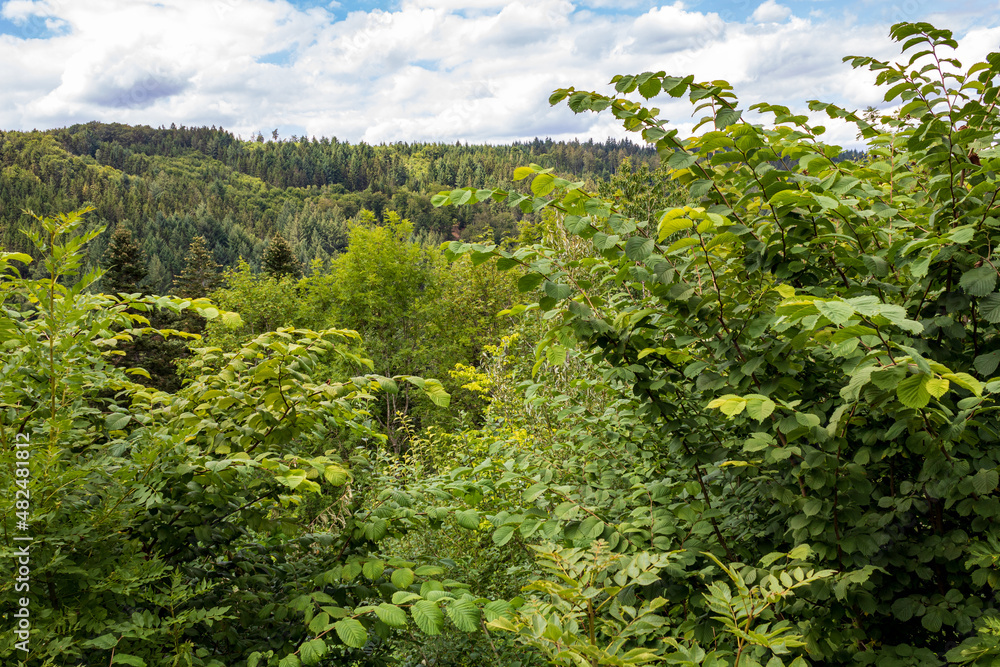 green trees and blue sky in the woods in summer in Kirchzell, Odenwald, Germany.