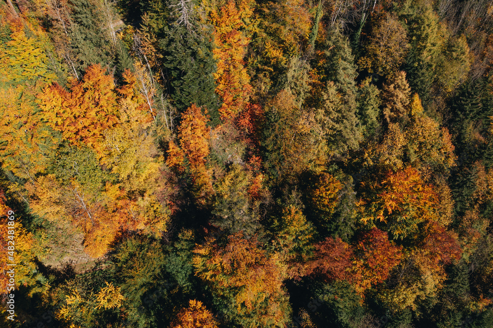 Herbstlicher Wald mit farbigen Blättern auf den Bäumen.