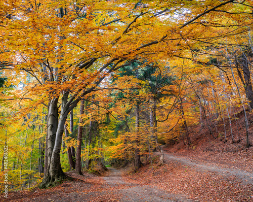 Big atumn tree with orange leafs