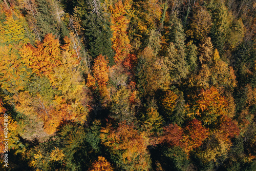 Herbstlicher Wald mit farbigen Blättern auf den Bäumen.