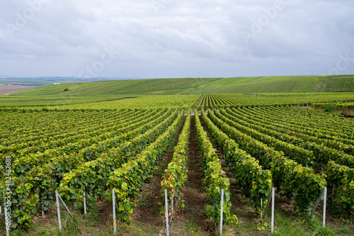 View on green pinot noir grand cru vineyards of famous champagne houses in Montagne de Reims near Verzenay, Champagne, France © barmalini