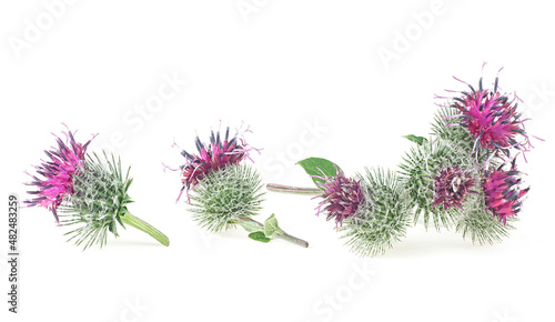 Fotografia Medicinal plant - prickly heads of burdock flowers isolated on a white background