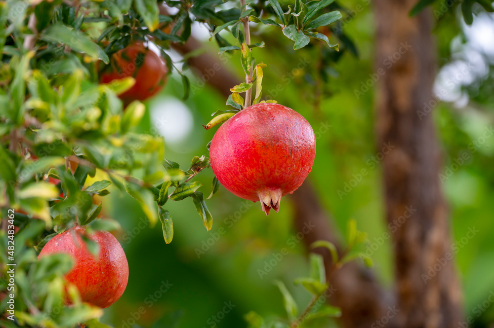 Red ripe Punica granatum pomegranatum fruits hanging on tree ready to harvest Red ripe Punica granatum pomegranatum fruits hanging on tree ready to harvest