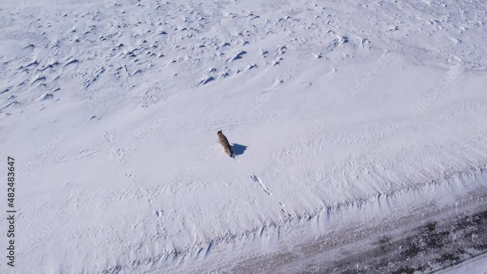 coyote running through deep powder snow and fields to survive the cold winter coyote running through deep powder snow and fields to survive the cold winter