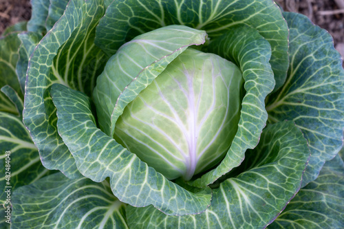 Head of white cabbage growing in vegetable garden