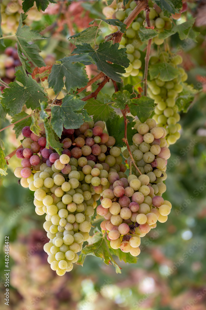 Bunches of white-pink sweet seedless table grapes ripening on vineyars of Cyprus Bunches of white-pink sweet seedless table grapes ripening on vineyars of Cyprus