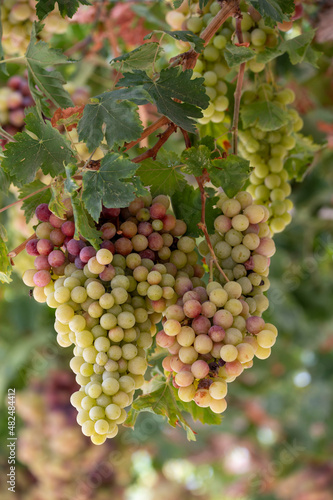 Wallpaper Mural Bunches of white-pink sweet seedless table grapes ripening on vineyars of Cyprus Torontodigital.ca