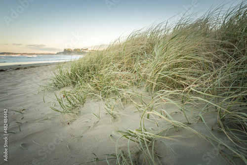 Coastal Grass Spinifex growing in the Sand at Orewa Beach in Auckland New Zealand