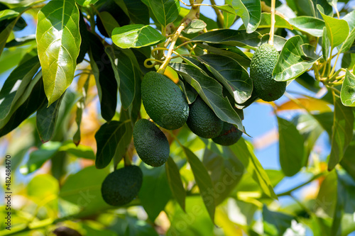 Green ripe avocados fruits hanging on avocado trees plantation