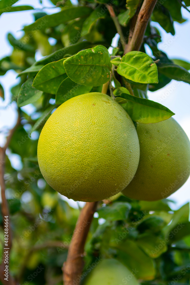 Big round pomelo citrus fruits hanging on trees on pomelo plantations
