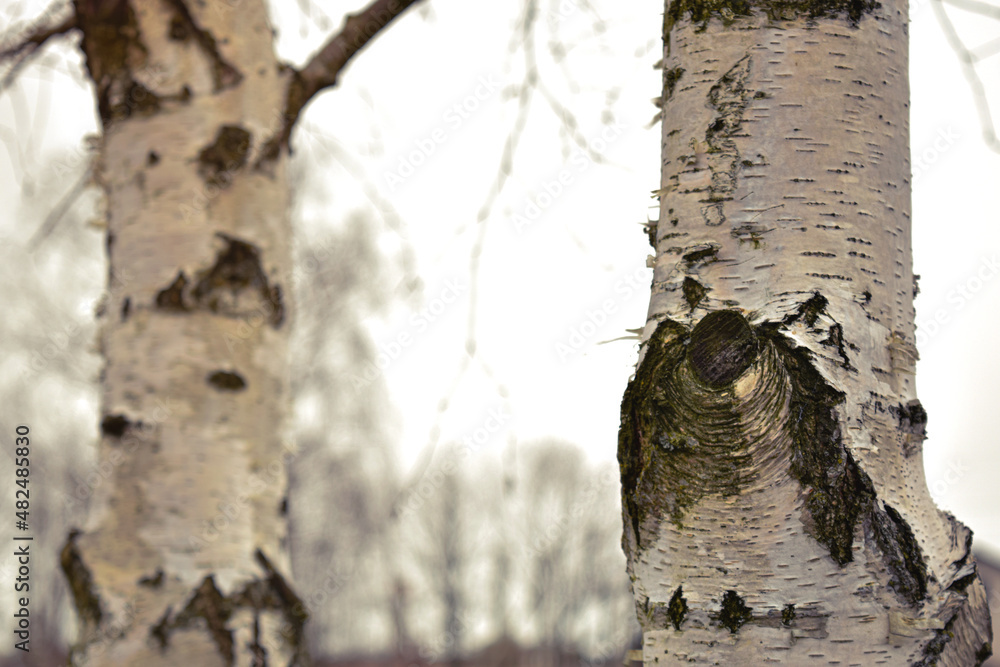 Obraz premium Young birches with black and white birch bark in spring in birch grove against background of other birches