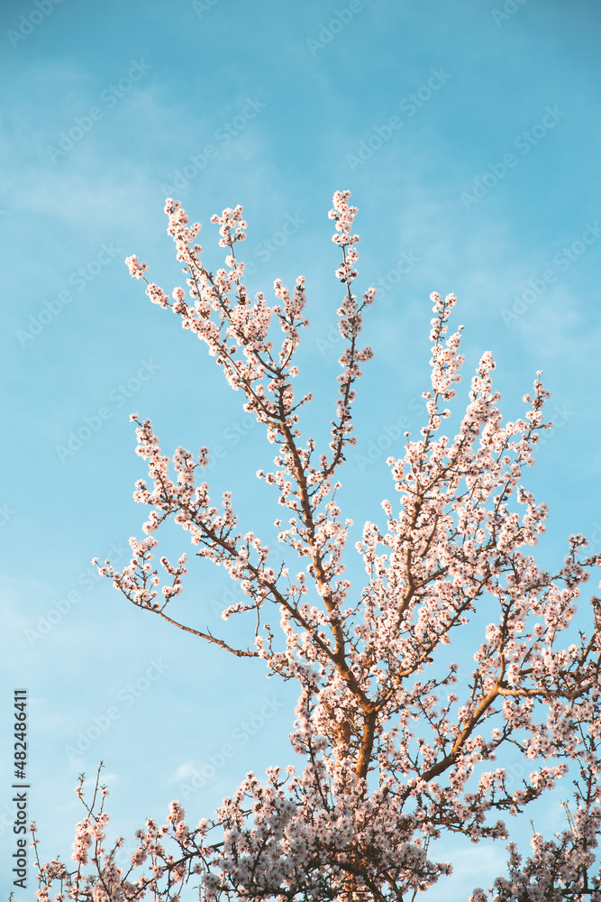 Almond Orchard Full Bloom Almond Orchard Full Bloom