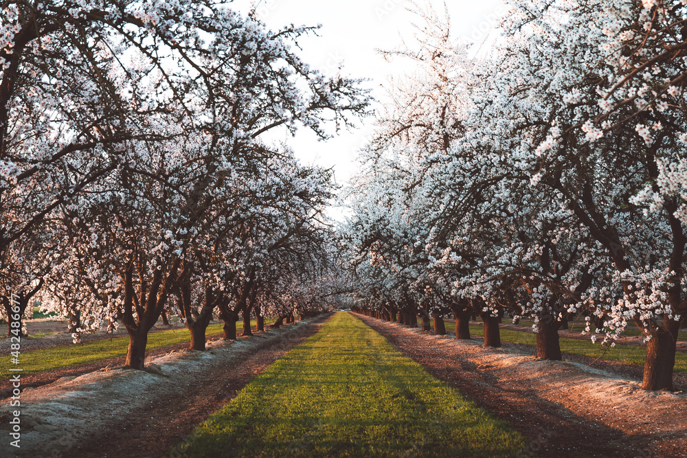 Almond Orchard Full Bloom