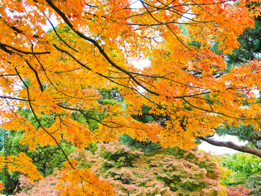 Autumn colors in Japanese garden Tokyo Japan Autumn colors in Japanese garden Tokyo Japan