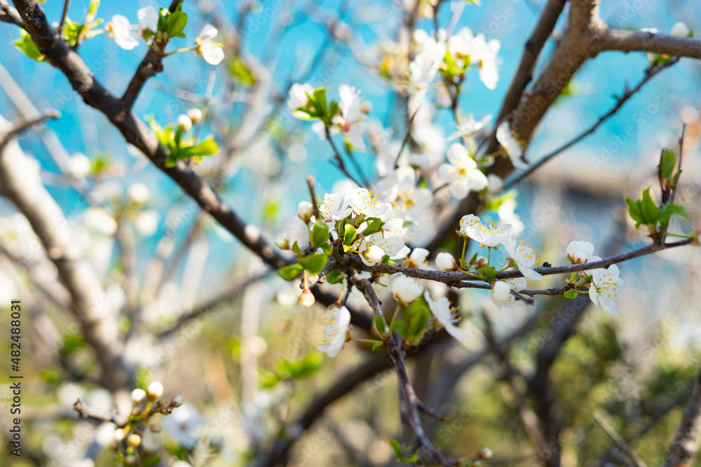 Apple tree, pink and white flowers are flowers. Close-up. Pear or cherry tree. Flowering in spring Apple tree, pink and white flowers are flowers. Close-up. Pear or cherry tree. Flowering in spring
