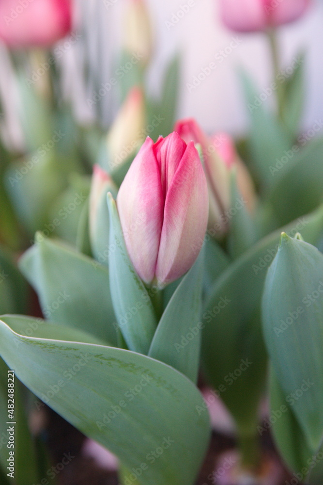 Tulips Tulips
