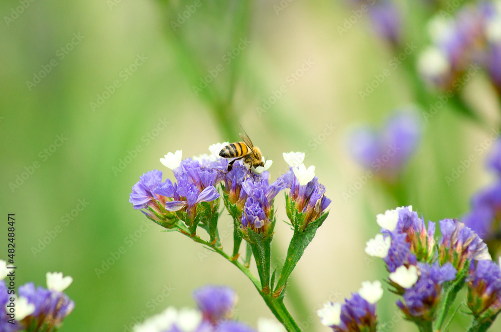 Bee on Statice flower (Limonium sinuatum) Bee on Statice flower (Limonium sinuatum)