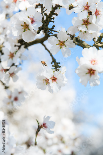 Almond Orchard Full Bloom