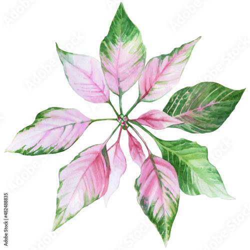 Pink Poinsettia. Watercolor Christmas flower. The best element for traditional winter holiday decor, invitations, cards, banners