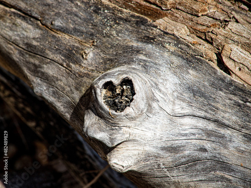 heart of the driftwood