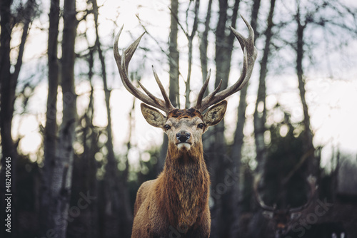 Hirsch im Wald © William
