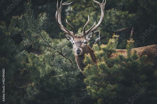 Foto Hirsch im Wald
