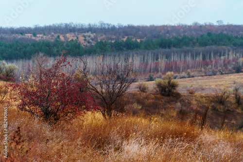 beautiful wild landscape, late autumn, trees with colorful leaves, cloudy weather