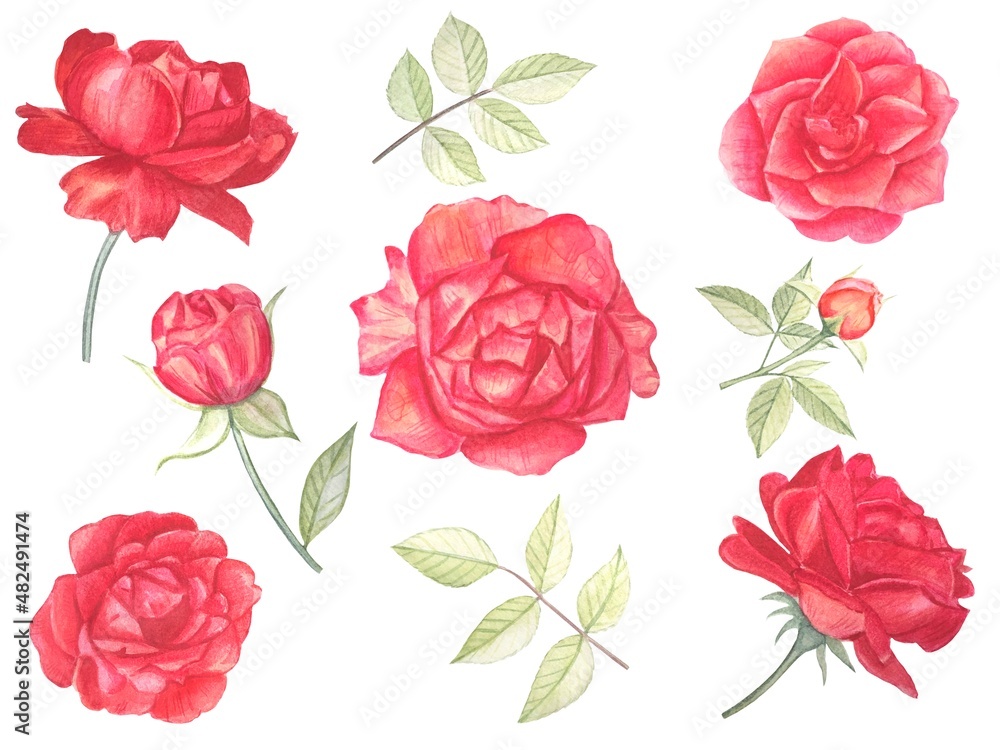 Light red roses and leaves, beautiful flowers on an isolated white background, watercolor botanical illustration