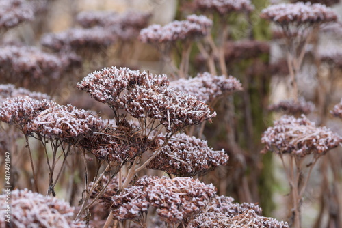 Sedum dry flowers closeup in winter garden view, hoarfrosted sedum plants.