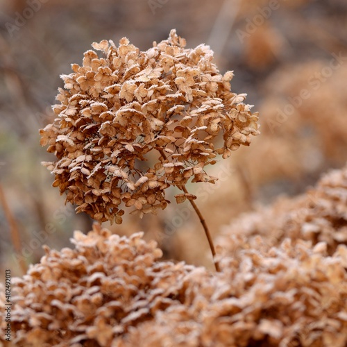 Frosted hydrangea dry brown flowers in winter garden, vintage garden image.